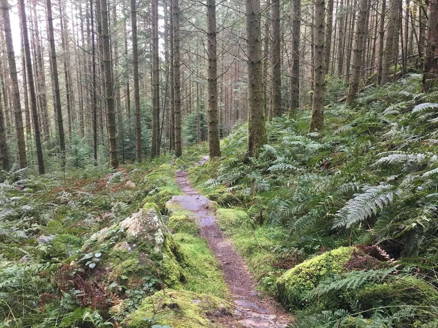 Coed y Brenin mountain biking