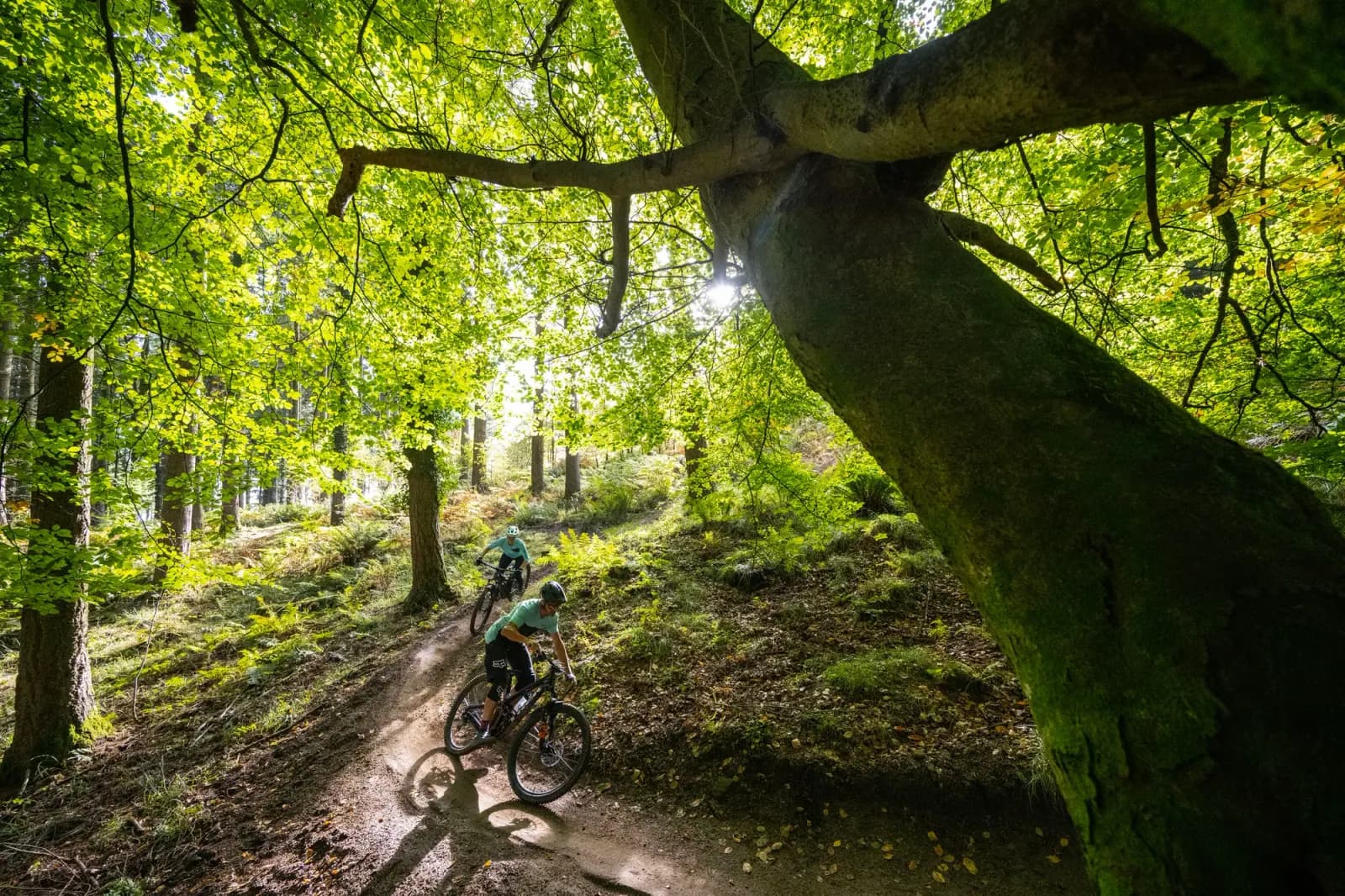 Forest of Dean mountain biking